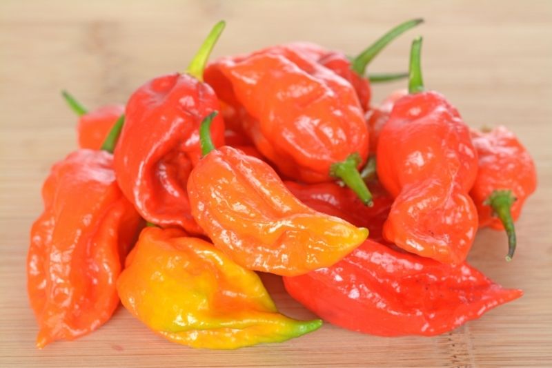 Bhut Jolokia or ghost pepper