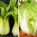 Pak choi and chinese leaf