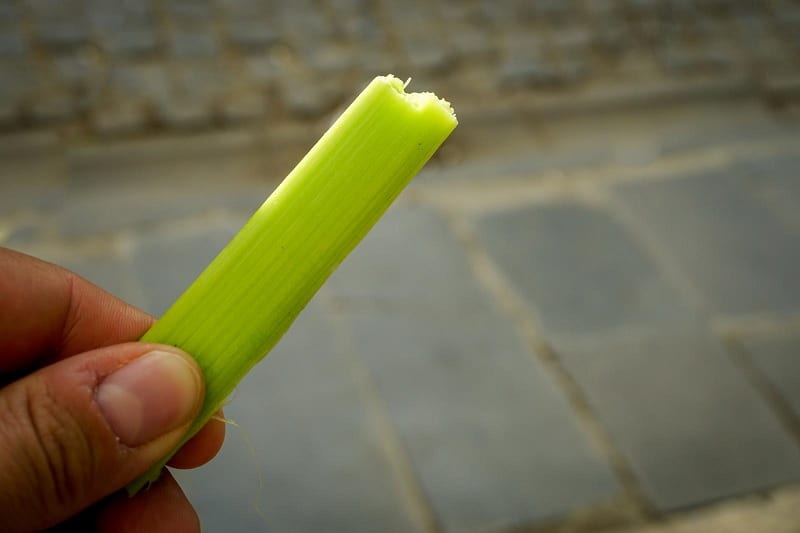 Green rhubarb stalk