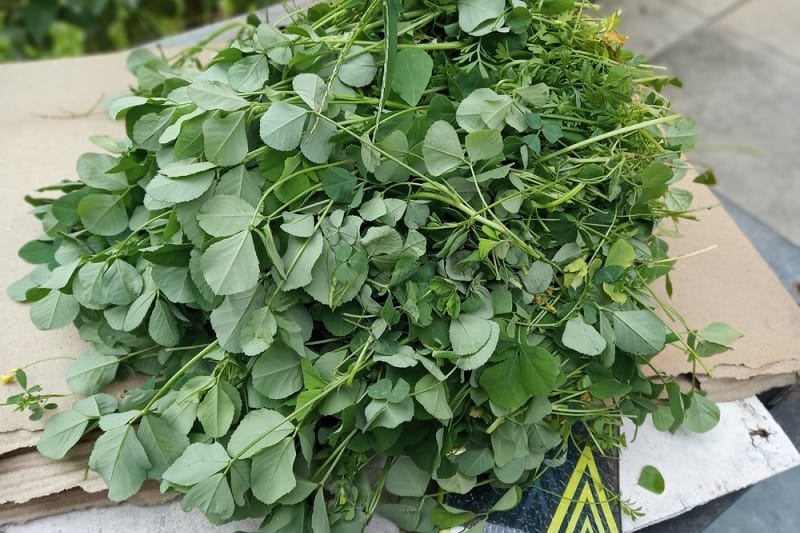 Fenugreek leaves